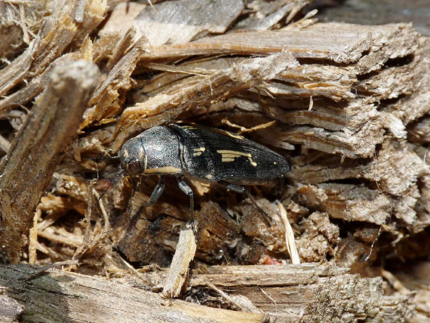 Buprestis novemmaculata in deposizione